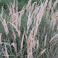 Dry grass