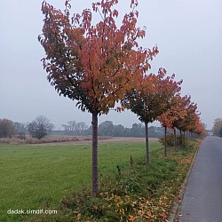 Fall time
