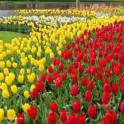 Keukenhof Tullips
