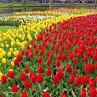 Keukenhof